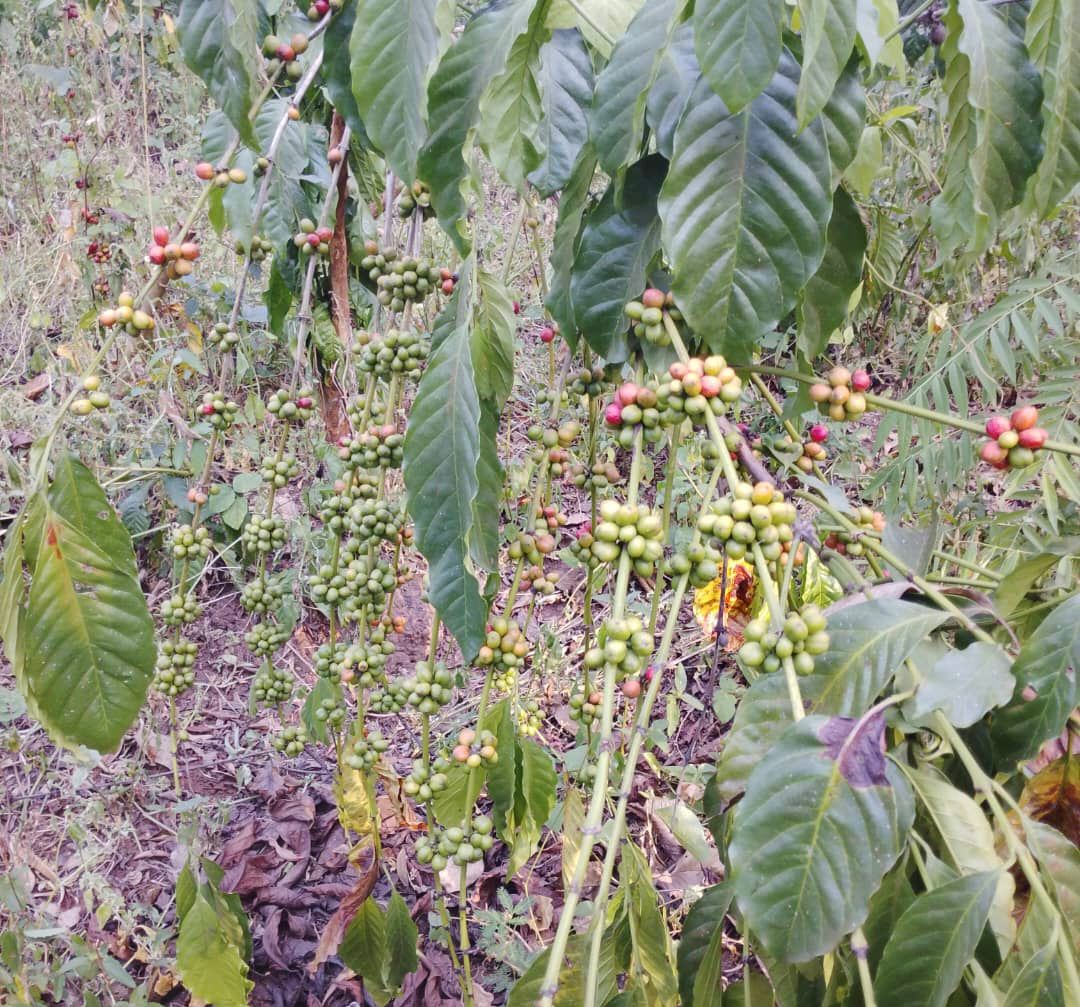 Coffee cherries ripening on the branch at the Eden Coffee farm in Inomo, Kwania District